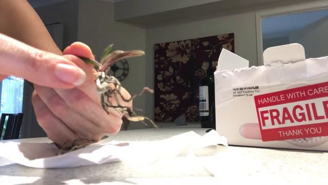 Neofinetia Richardsianna unboxing смотреть онлайн