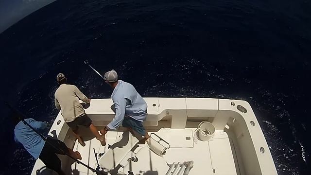 Marlin Fishing in the Cayman Islands смотреть онлайн
