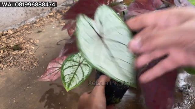 YANG MURAH MURAH DAN RIMBUN READY LAGI NI || JANGAN SAMPE KEHABISAN LAGI YA😍 смотреть онлайн
