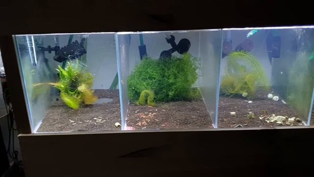 ¿PECES Y GAMBAS JUNTOS EN UN ACUARIO? / LA RESPUESTA смотреть онлайн