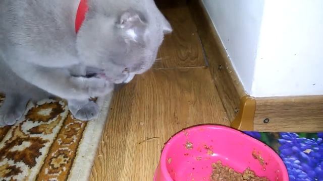 Кошка ест ладошкой))) смотреть онлайн