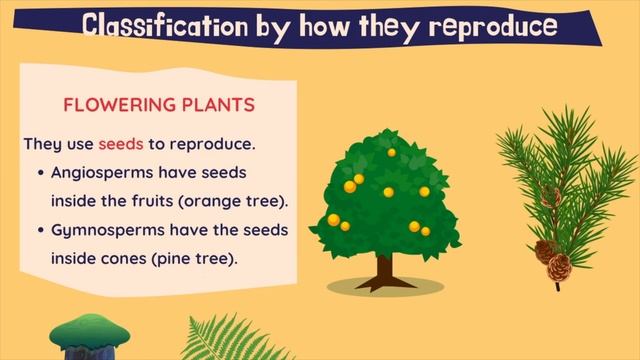 Plant classification смотреть онлайн