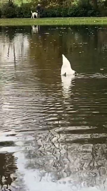 White duck смотреть онлайн