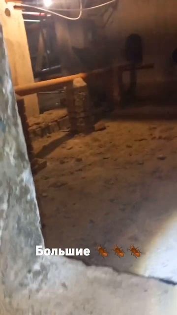 Подвальные тараканы #youtube #shors #shoes #тараканы #Ростов #отрава смотреть онлайн