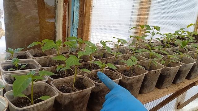 Осмелюсь посоветовать. Липецк. 30.03.2024г смотреть онлайн
