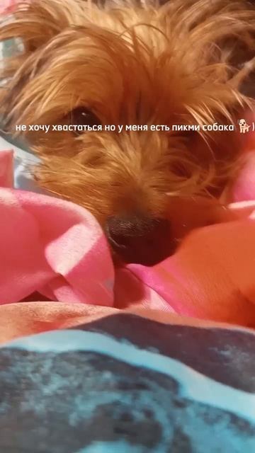 кто остановит на стикере и докажет это ( поставит на аву , покажет в ролике) то на того.. 
