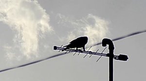 Кроухантинг : Рейды -май , июнь , июль 2024 г. пистолет корсар компакт 5.5 -4.5. Crowhunting