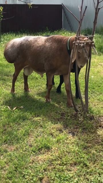 ХАММЕР СЫН ГУЛЛИВЕРА #arashan #gissar #sheep #овцы #арашан #goat #бараны #гиссар #кавказ #shorts смотреть онлайн