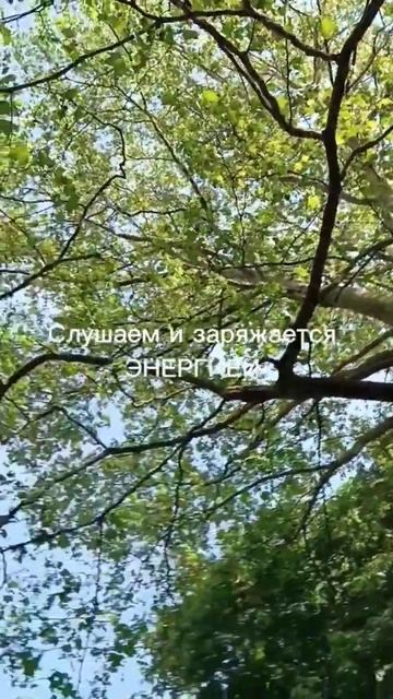 Слушать пение соловья - целебно! смотреть онлайн