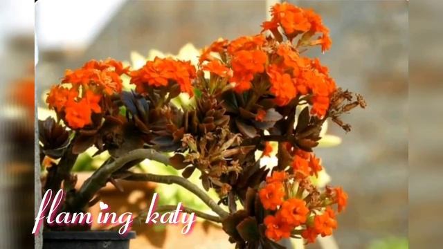 Cactus and Kalanchoe смотреть онлайн