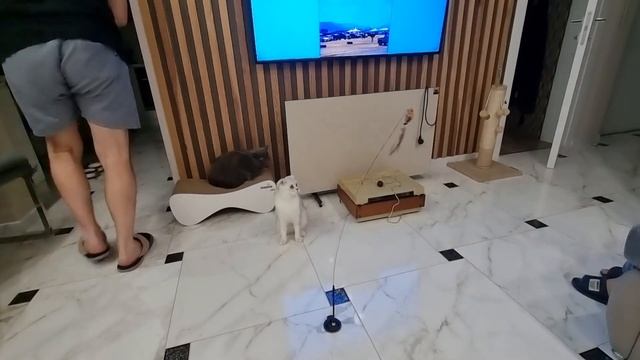 Купили популярную игрушку для котов, говорят, что даже самый ленивый кот будет играть ! Проверим ? смотреть онлайн