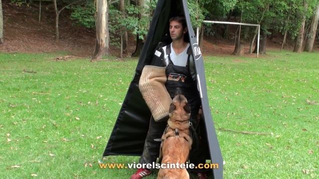 This is how Viorel Scinteie train a dog protection work at seminars around the world смотреть онлайн
