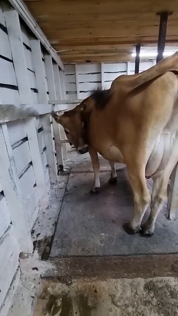 СРОЧНО ПРОДАЮ! НУЖНЫ ДЕНЬГИ 💰 смотреть онлайн