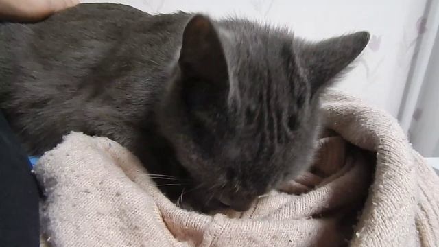 Кошка Мыфка в свитере смотреть онлайн