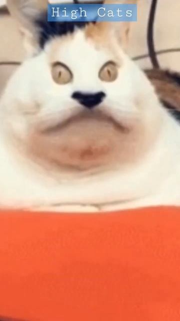 High Cats 2 смотреть онлайн