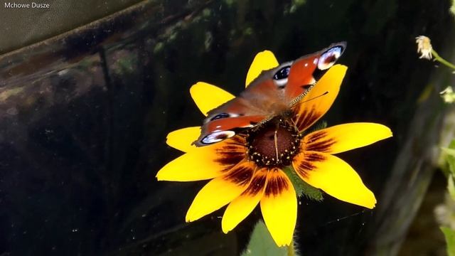 Rusałka Pawik | Aglais io | Peacock butterfly смотреть онлайн