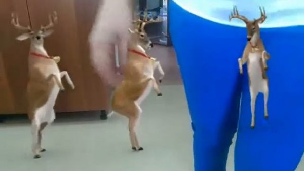 Олень танцует в АГУ