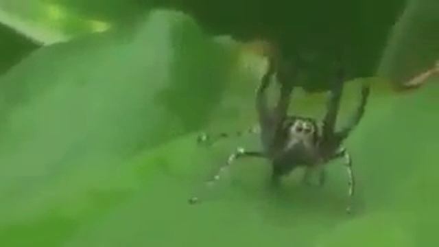 Dancing spiders смотреть онлайн