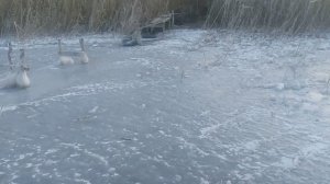 Зимой на природе камыш речка