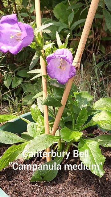 Canterbury Bell flowers being visited by insects смотреть онлайн