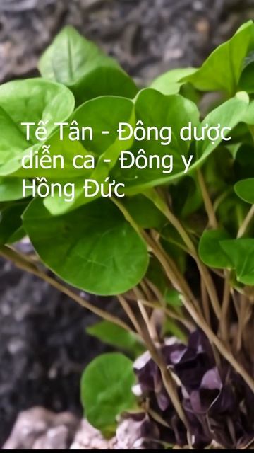Ghi nhớ vị thuốc tế tân - Đông dược diễn ca - thuộc lòng vị thuốc tế tân смотреть онлайн