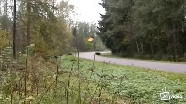 Наверное один шанс на миллион ,такое увидеть смотреть онлайн