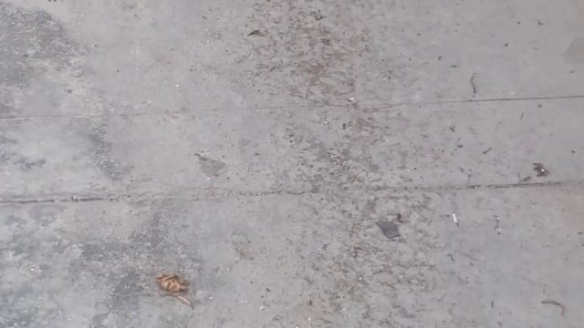 Sodium metal with white Phosphorus rection. सोडियम और सफेद फास्फोरस की मजेदार रिएक्शन смотреть онлайн