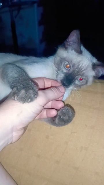 сиамская кровь даёт знать 😉 #кот #котики #приколы #cat #кошки #kitten #catlover смотреть онлайн
