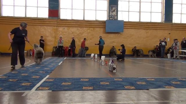 кобели открытый класс - Эмир из Свободной Стаи смотреть онлайн