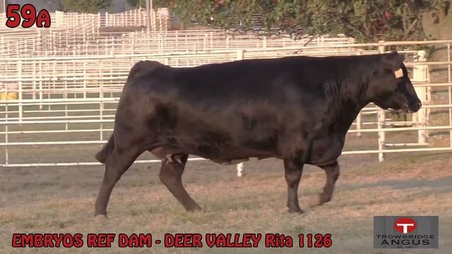 LOT 59a - Deer Valley Rita 1126 X Deer смотреть онлайн