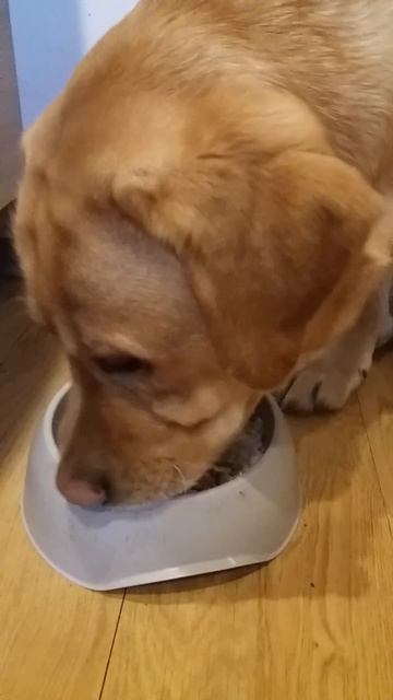 Labrador dinner tip 3 #dog #food смотреть онлайн