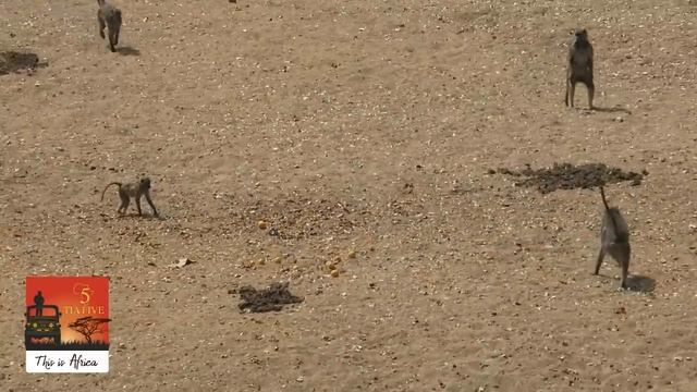 Baboon Prank - This Is Africa