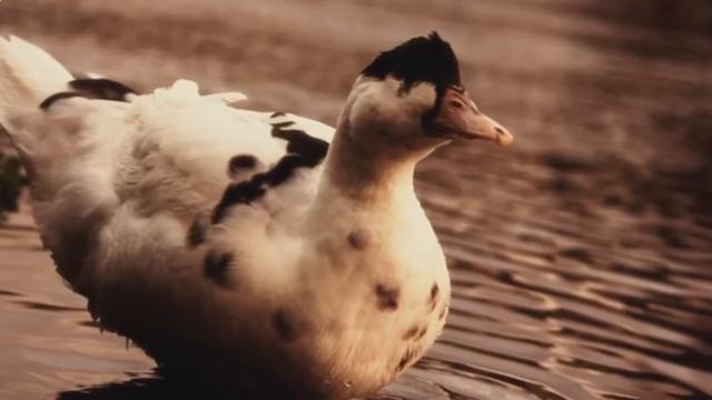 самые ШОКИРУЮЩИЕ ЖИВОТНЫЕ Гибриды смотреть онлайн