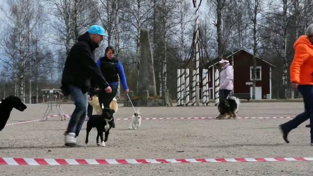 Utställningsträning 6 смотреть онлайн