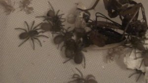 Monocentropus balfouri, slings collective feeding