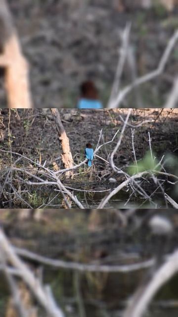 Bharatpur bird sancturary #shorts смотреть онлайн