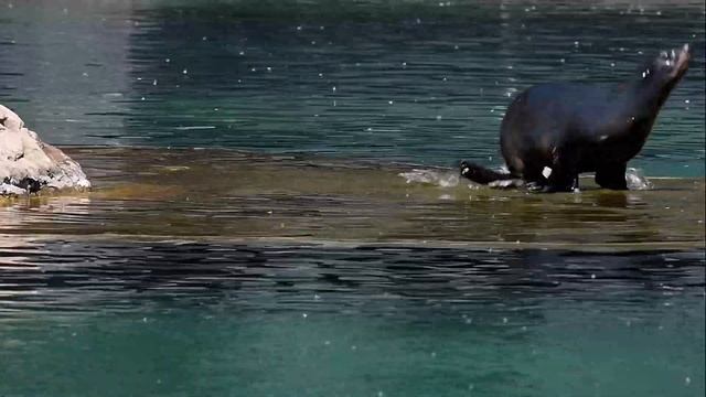 Znajomi, odc.2 Wiosna w zoo смотреть онлайн
