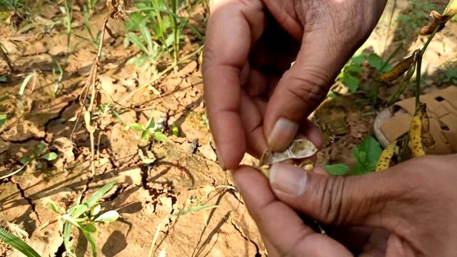 Soya Bean plant | смотреть онлайн