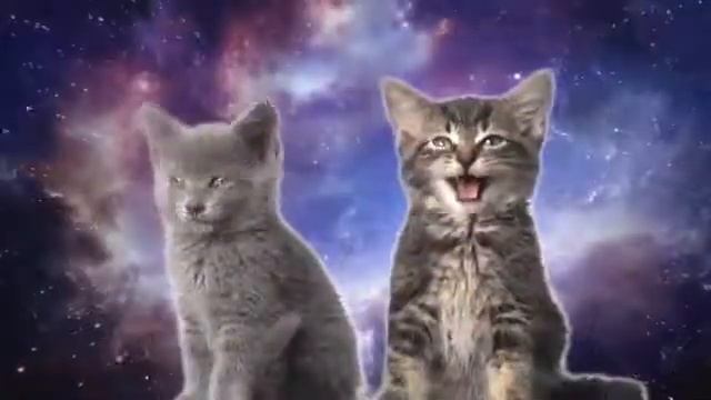 Поющие котики