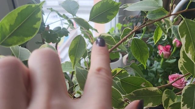 ОЖИВЛЕНИЕ ФИКУСА!РЕЗУЛЬТАТ ПРЕВЗОШЕЛ ОЖИДАНИЯ! смотреть онлайн