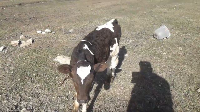 Утро на Хуторе. 10 марта 2020 смотреть онлайн