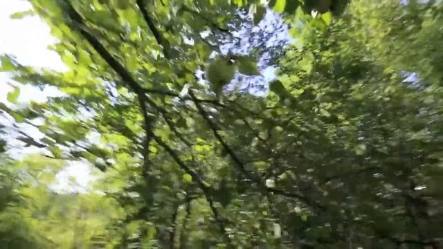 Picking Wild apples in an old Orchard смотреть онлайн