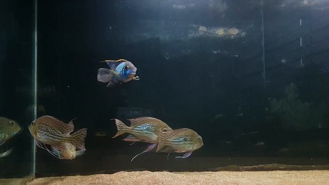 geophagus winemilleri смотреть онлайн