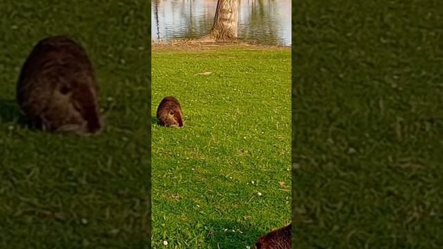 NUTRIE смотреть онлайн