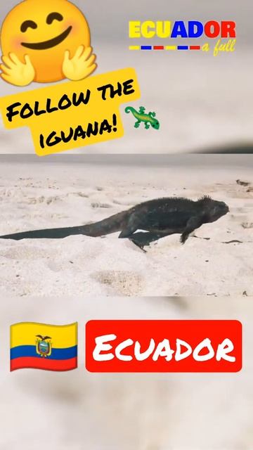 🦎Galapagos Iguana | The Sea-Gorging Lizards of Ecuador | #shorts #viral #shortvideo смотреть онлайн