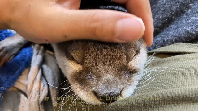 An otter that has successfully lost weight but has sagging skin [Otter life Day 481] смотреть онлайн