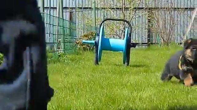Д-помет Россия-Мастер (Возраст 33 дня) 1 смотреть онлайн