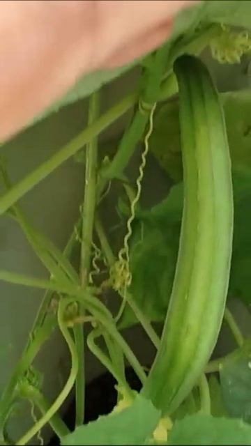 Terrace Gardening, Organic vegetables in Grow Tower #gardening #terracegarden #kitchen смотреть онлайн