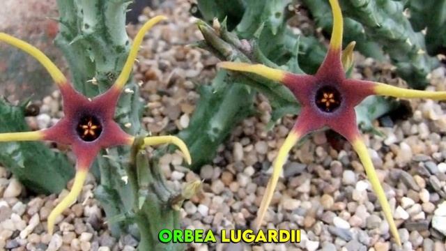 14 ESPÉCIES DE CACTOS E PLANTAS SUCULENTAS PARA IDENTIFICAÇÃO смотреть онлайн