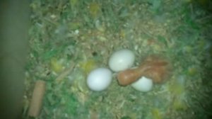 Птенцы неразлучников